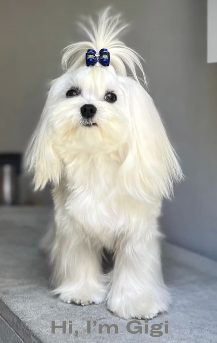 Gigi the mini dog
